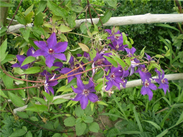 clematis